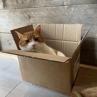   at Kattencafé De Spinnerij in Tilburg