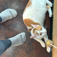 Well cared for kitties.  at Aristocat Cafe in Harrisonburg