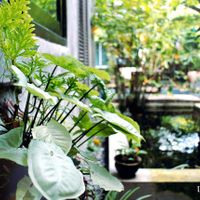 Relax atmosphere at Samui Health Shop by Lamphu in Koh Samui