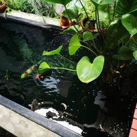 pond at Samui Health Shop by Lamphu in Koh Samui