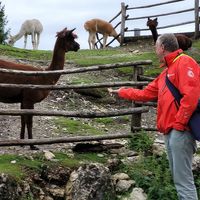 Alpacas at Weinbergerhaus in Kufstein