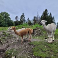 Mehr Alpacas at Weinbergerhaus in Kufstein