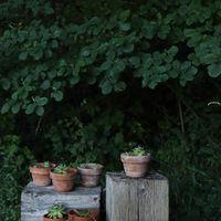  at Il Giardino degli Alberi Maestri in Bettola