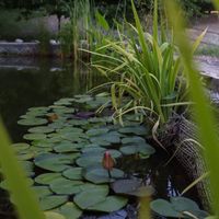  at Il Giardino degli Alberi Maestri in Bettola