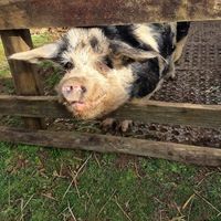  at Haye Cornwall – Vegan-friendly holiday cottage with rescue animals in 25 acres in Liskeard