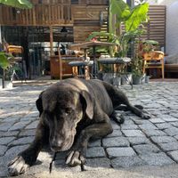 A dog that comes by for pets + the restaurant ambiance  at Vegata  in Izmir