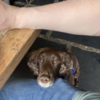 Dog appreciated the water and cuddles  at Craft Burger in Oxford