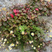 Pretty gardens all around Mousehole and at Orange Cafe too! at Orange Cafe Bar in Mousehole