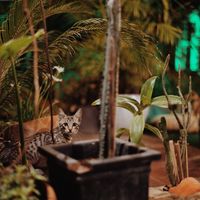   at Alesta in Kyrenia