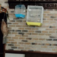 Birds are living beings and they deserve better than to spend their lives in small plastic cages 💔. at Alesta in Kyrenia