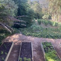   at La Colombe in Constantia