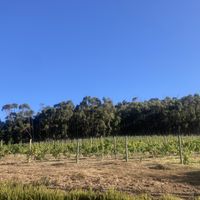   at La Colombe in Constantia