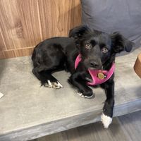   at Amateur Coffee & Run Club in Lima