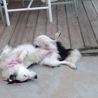 Sorry, I completely forgot to take pictures of the food but here is one of Baia, this bar's adorable dog at Jüne in Mimizan