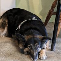  at Soul Garden Glebe in Glebe