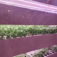  at PLNT+HRVST in El Nido