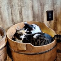  at Nekonotsuki - ネコノツキ in Takayama