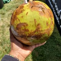 Coconut at Oh My Cod - Vegan Seafood in Palm Coast