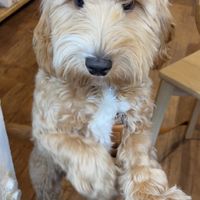 Mango!   at Triple Point Coffee in Brighton