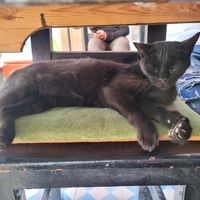 Friendly guest on a chair at Shyadma's Vegan Food in Essaouira