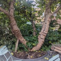 Beautiful tranquil gardens at The Gallery Cafe in East London