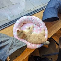  at Katzentempel in Cologne