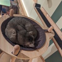  at Katzentempel in Cologne