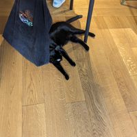  at Katzentempel in Cologne