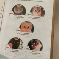   at Katzentempel in Cologne