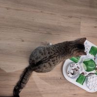  at Katzentempel in Cologne