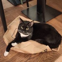 Miaouuu at Katzentempel in Cologne