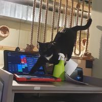  at Katzentempel in Cologne