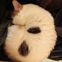  at Katzentempel in Cologne