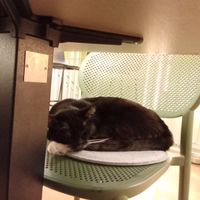  at Katzentempel in Cologne