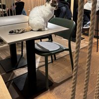   at Katzentempel in Cologne