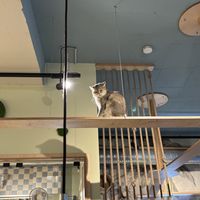   at Katzentempel in Cologne