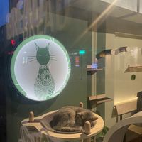   at Katzentempel in Cologne