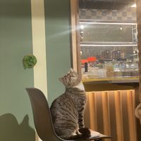   at Katzentempel in Cologne