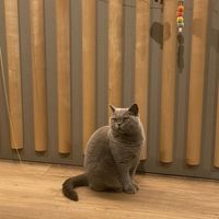   at Katzentempel in Cologne