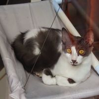 Cat at Katzentempel in Cologne