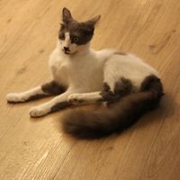 Cat at Katzentempel in Cologne