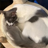 cat  at Katzentempel in Cologne