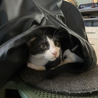 Seat taken by cat  at Katzentempel in Cologne