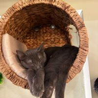   at Katzentempel in Cologne