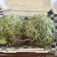 Veggie bagel - sprouts, avocado, red onion, tomato, cucumber, and dill  at Timeless Coffee Roasters and Bakery in Oakland