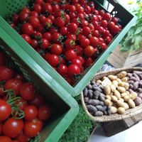 Tomatoes, potatoes and more vegetables at Kolibri in Soenderborg