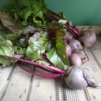 Beet root. at Kolibri in Soenderborg