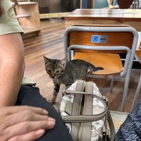 Local cat coming to say hello  at Hot Cat  in Baguio City