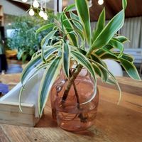  at Manu Tenório Culinaria Saudável - Boa Viagem   in Recife