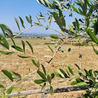  at Casa Bellavista BB in Cortona